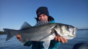 Guide pêche Morbihan - Gros bar du Golfe -